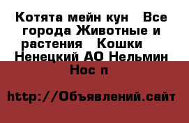 Котята мейн кун - Все города Животные и растения » Кошки   . Ненецкий АО,Нельмин Нос п.